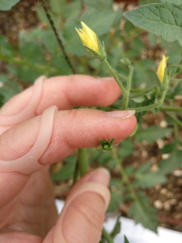 a hand holding a tomato about 1mm across up to the camera