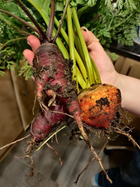two purple carrots and a golden beetroot